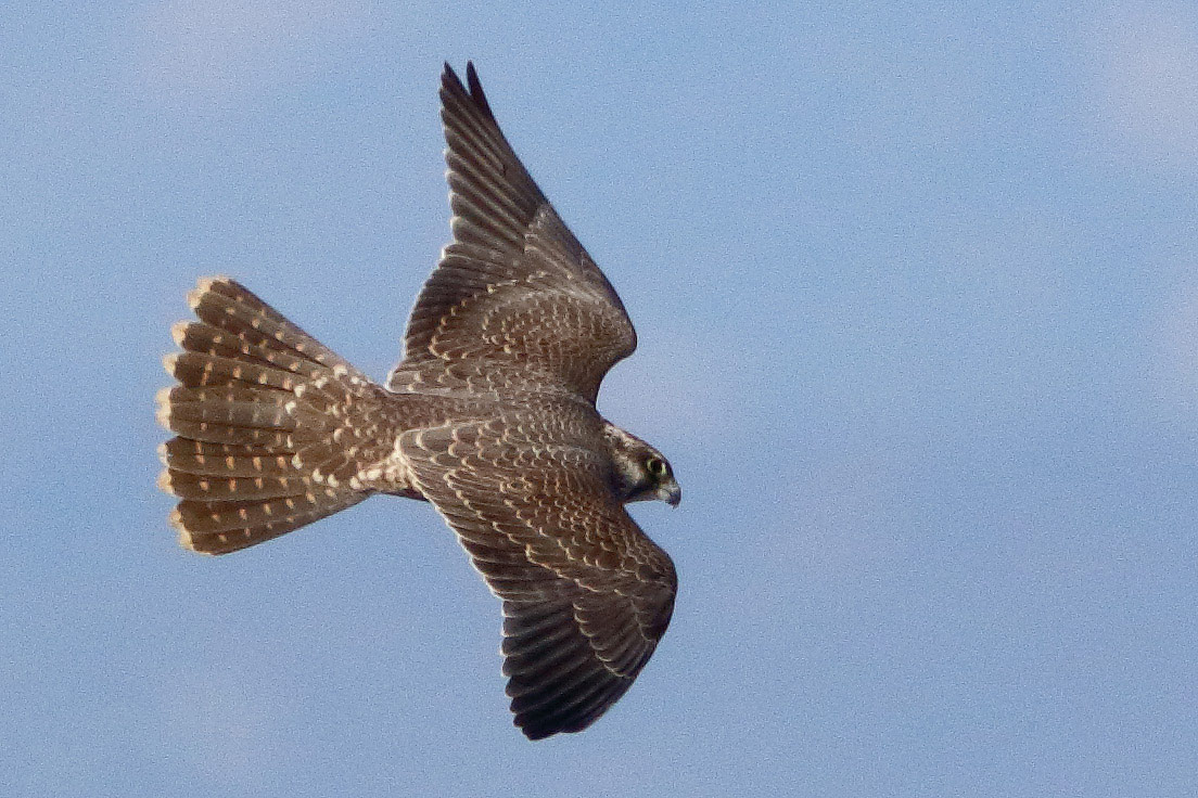 Falco pellegrino (Falco peregrinus) juv.